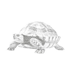Realistic Tortoise Illustration in Stippling Style – Black and White Vector Drawing