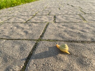 A snail crawls across the road. © Аня Крамарова
