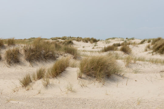 sand dunes in the desert