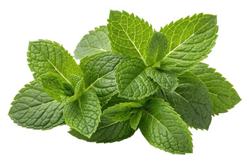 Fresh green mint leaves isolated on transparent background, close up view