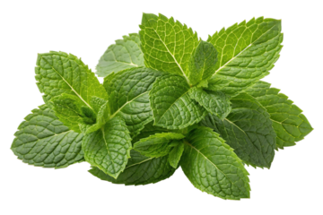 Fresh green mint leaves isolated on transparent background, close up view