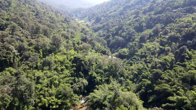 Doi Inthanon Forest Stream