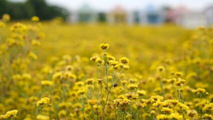 Yellow chrysanthemum field with colorful houses in background.selective focus