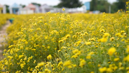 Fototapeta premium Yellow chrysanthemum field with colorful houses in background.selective focus