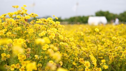 chrysanthemum flowers field full bloom. Nature background. Selective focus.
