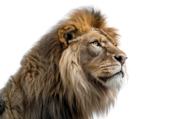 Close up of a lion's head with a majestic mane against a black background looking to the right