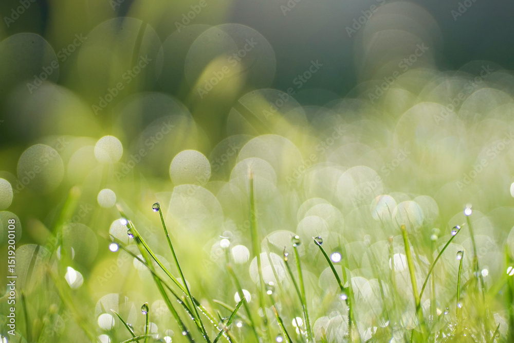 Poster Beautiful natural abstract background with morning dew drops in the grass close-up with bokeh effect and soft blur.
