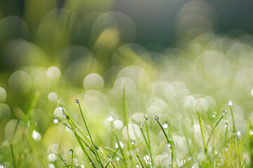 Beautiful natural abstract background with morning dew drops in the grass close-up with bokeh effect and soft blur.