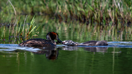Grèbe huppée à la surface d'un étang dans La Dombes en France en train de nourrir son poussin © michel