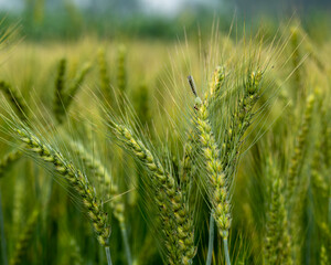 A tussock moth caterpillar sits on a head of wheat growing in a field. A harmful caterpillar insect of wheat