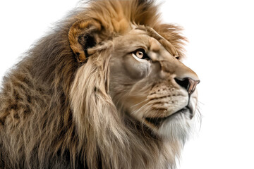 A close up portrait of a lion with a thick mane looking off to the side on a black background