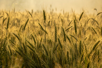 Obraz premium Abstract Wheat Crops summer or spring background and Selective Focus. Wheat crops Background in Golden hour