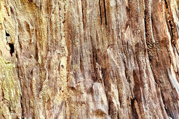 Weathered Tree Bark Texture with Natural Cracks and Grooves