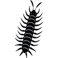 black scorpion isolated on white