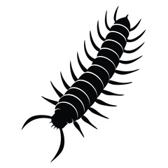 Vector illustration of an isolated black and white hairy spider, a crawling invertebrate insect creature