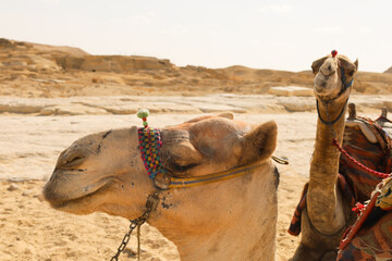 Close-up of a Camel in Giza