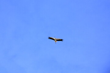 stork flying in the air near El Higueron, Cordoba, Andalucia, Spain