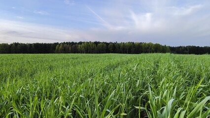 green field and blue sky, rural agricultural landscape. beautiful green meadow