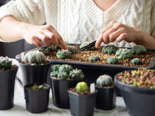 desert plant green cactus Astrophytum cacti woman people hand home garden fresh watering background beautiful houseplant flower leaf botany succulent nature tropical tree decoration pot select focus