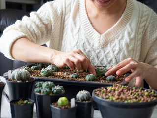 desert plant green cactus Astrophytum cacti woman people hand home garden fresh watering background beautiful houseplant flower leaf botany succulent nature tropical tree decoration pot select focus