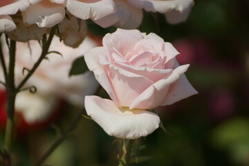 pink rose flower