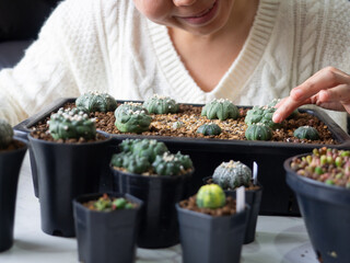 desert plant green cactus Astrophytum cacti woman people hand home garden fresh watering background beautiful houseplant flower leaf botany succulent nature tropical tree decoration pot select focus