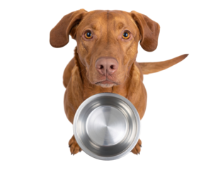 A brown dog holds a metal food bowl in its mouth, looking up with an expectant expression.