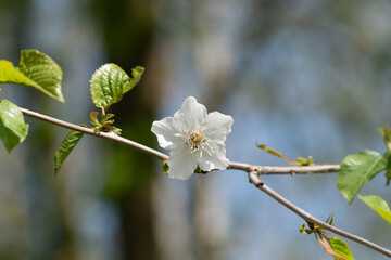 apple tree blossom