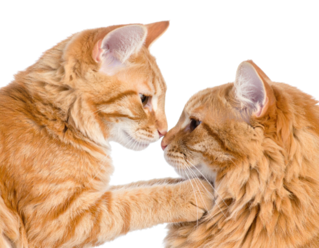 Two orange tabby cats gently touch noses against a black background, creating a tender and affectionate moment.