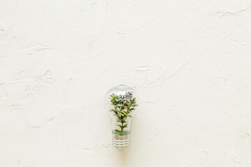 Ecology and green energy concept. Light bulb with green plant inside, top view