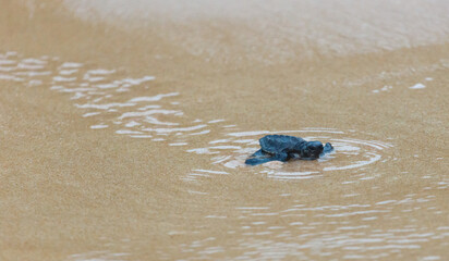 A turtle hatched from an egg crawls along the sand towards the ocean