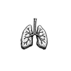 Vintage Anatomical Illustration of Human Lungs for Medical and Educational Purposes