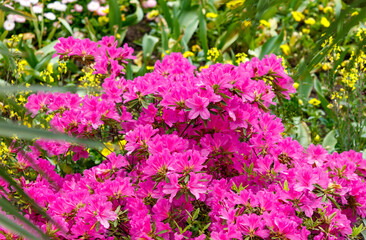 A pink flower bush with yellow flowers in the background