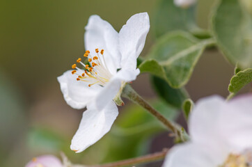 Obraz premium A white flower with yellow centers is in full bloom