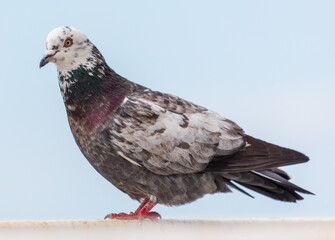 A pigeon is perched on a ledge, looking up at the sky