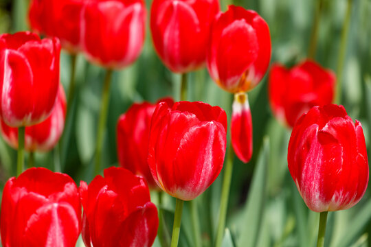 A bunch of red tulips are in a field