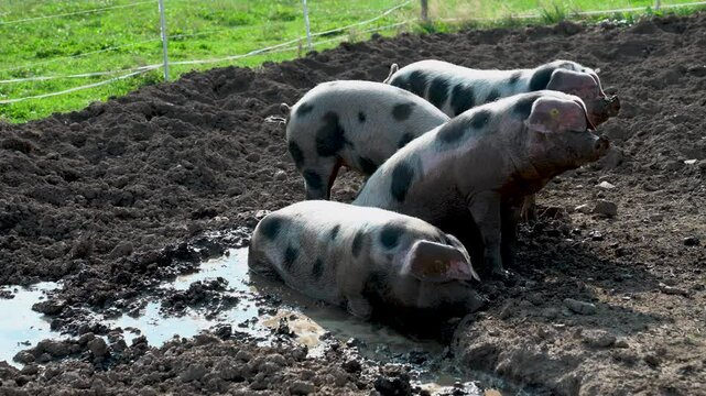 Four domestic pigs wallowing in the mud &ndash; moving camera shot on a farm