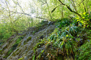 A forest with a hillside covered in moss and plants