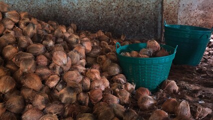 Large quantity of coconuts and loose husk fibers spread across the floor in a rustic warehouse, used for processing or storage.
