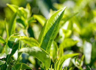 Close-up of bright green colored green Ceylon tea leaves.