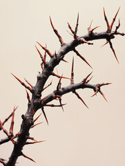Fototapeta premium A thorny branch with sharp spikes against a neutral background.