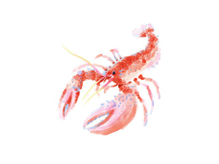 shrimp on white background