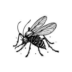 Detailed monochrome drawing of a mosquito with visible wings and legs illustration