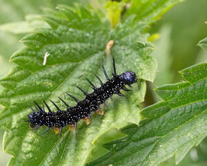 Raupe des Tagpfauenauge