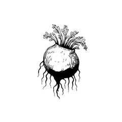 Hand-drawn vintage illustration of turnip, capturing the essence of classic botanical art