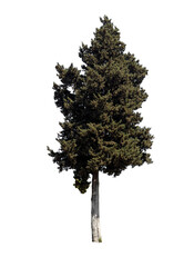 A large tree stands alone on a white background