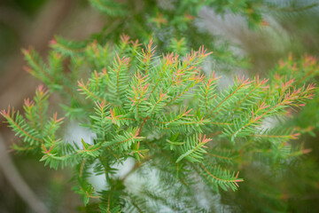 Close up photo of leaves of Ellwood's Gold plant (also known as Chamaecyparis Lawoniana), founded during daytime in Thailand