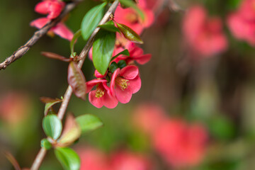 Obraz premium Chaenomeles speciosa, Beautiful branch of spring pink flowers in garden, Beautiful red flowers. Flowering plant. Spring Begonia, Beautiful quince flowers in blossom