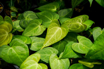 fresh anthurium hybrid leaves, botanical background, tropical garden, greenery indoor plants