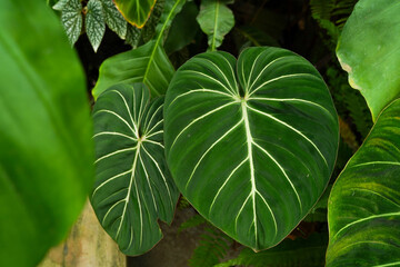 fresh heart leaves Philodendron, tropical plants, greenery indoor garden, decorative plants 